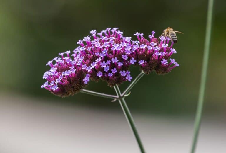 Des insectes utiles pour votre jardin