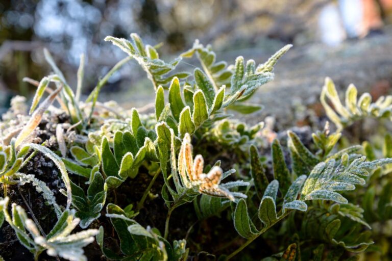 Herbes hiver