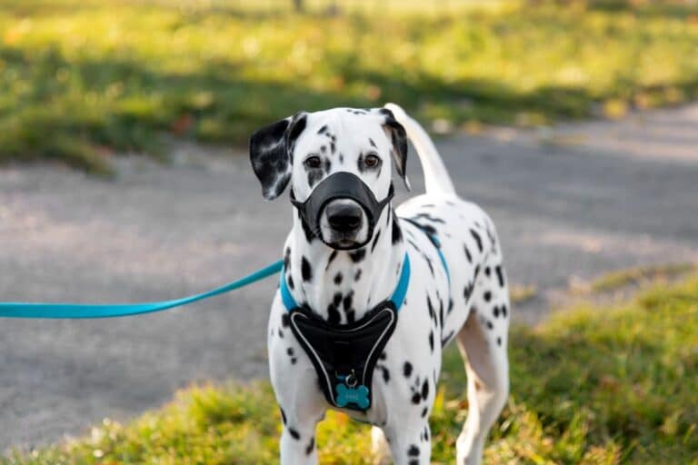 Dalmatien