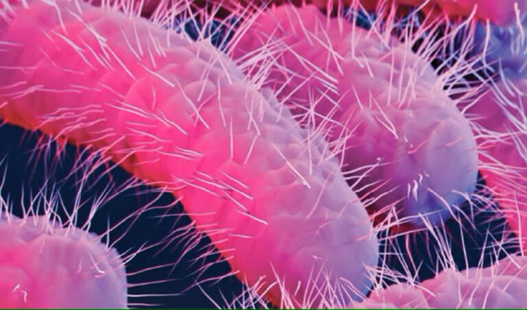 bacterie
