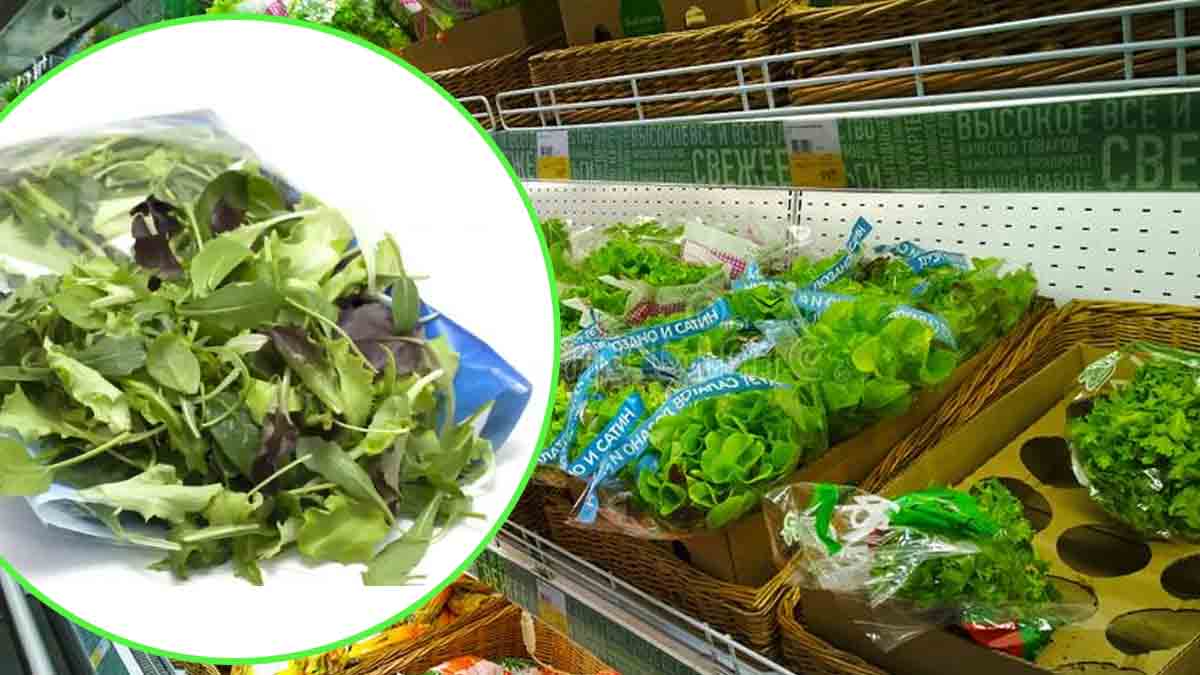 Rappel salade contaminée
