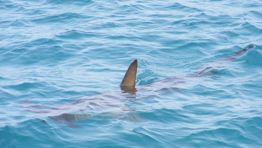 Un requin trop proche d’une plage du sud de la France cause la panique depuis quelques jours et conduit à une interdiction de se baigner !