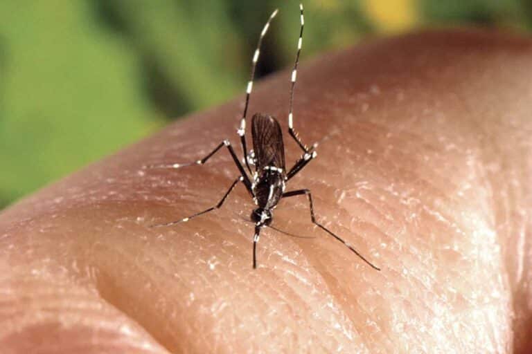 plantes repulsives mouches et moustiques