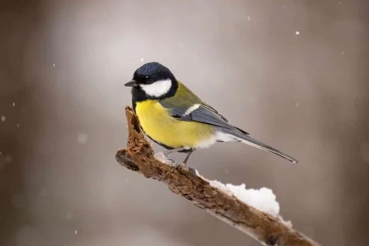 Froid : protégez les oiseaux simplement avec ce petit accessoire que l’on possède tous