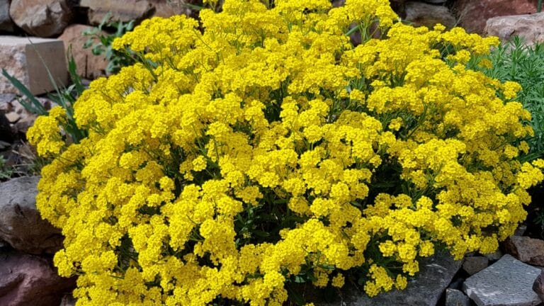 alyssum saxatile