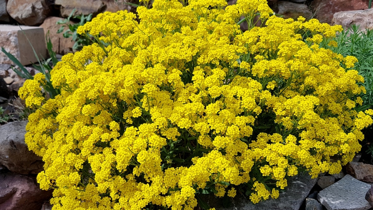 alyssum saxatile