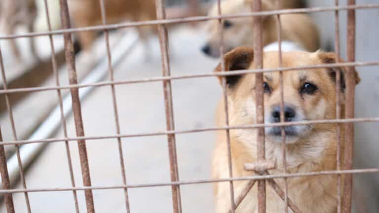 chien abandonné