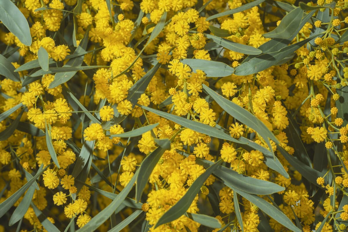 fleur-alyssum-saxatile