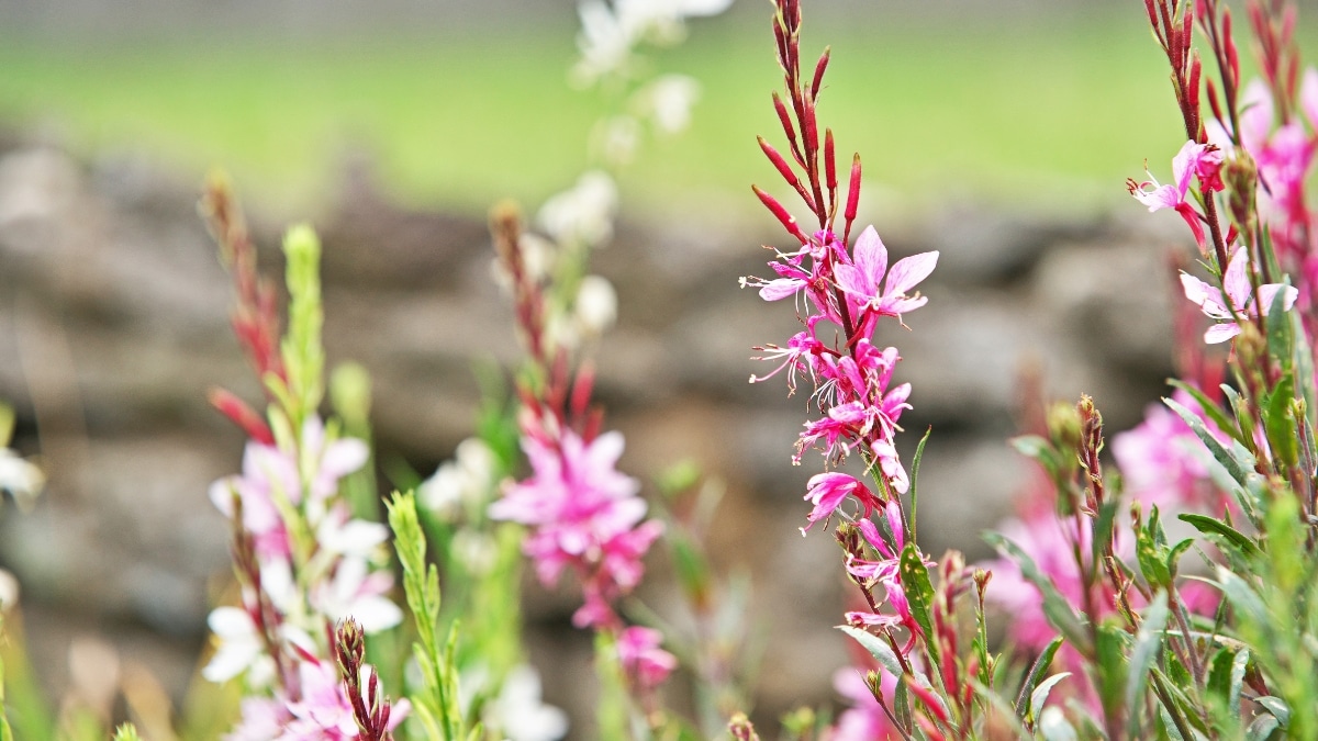 gaura