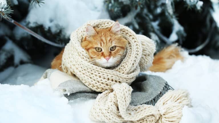 neige froid