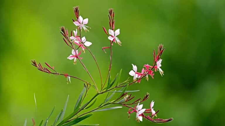 plante gaura