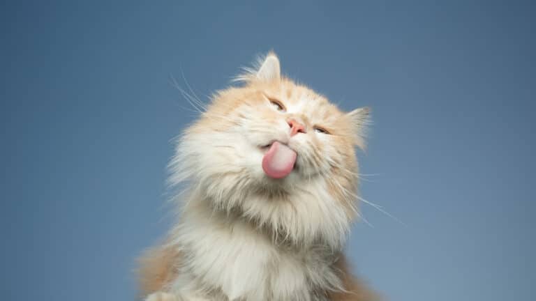 un chat