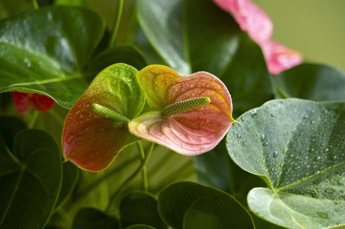 une belle plante