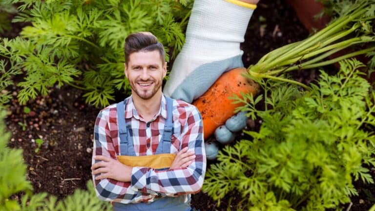 beaux semis potager